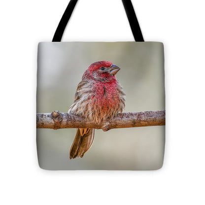 songbird, resting, red, nature, house finch, feathers, cold, branch, birds, birding, tote, totes, tote bags