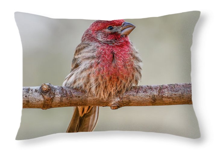 songbird, resting, red, nature, house finch, feathers, cold, branch, birds, birding, throw pillow, throw pillow cover