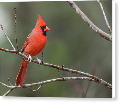 songbird, resting, red, nature, cardinal, feathers, branch, birds, birding, wall art, canvas print