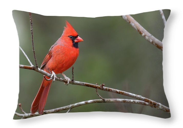 Male Cardinal - Throw Pillow