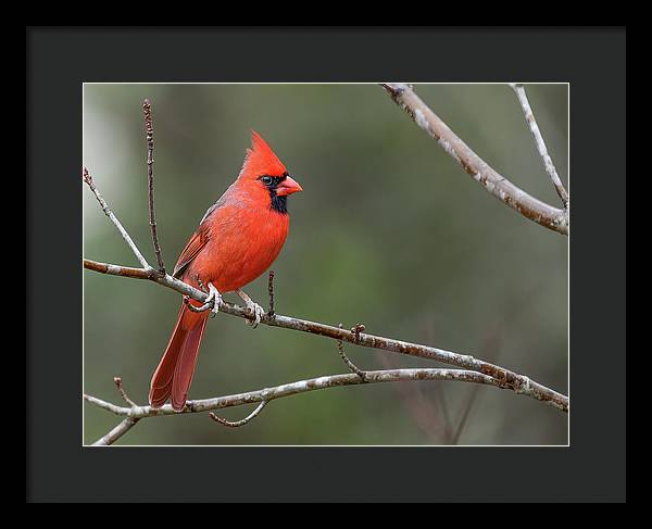 Male Cardinal - Framed Print