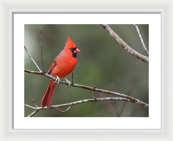 Male Cardinal - Framed Print