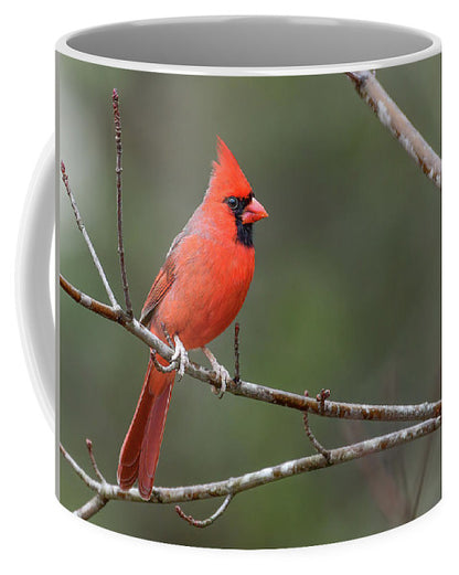 songbird, resting, red, nature, cardinal, feathers, branch, birds, birding, mugs, coffee mugs