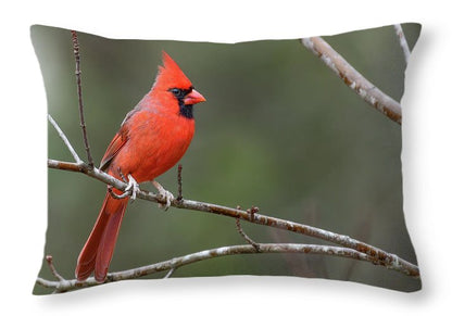 songbird, resting, red, nature, cardinal, feathers, branch, birds, birding, throw pillow