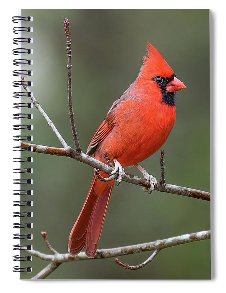 songbird, resting, red, nature, cardinal, feathers, branch, birds, birding, notebook, spiral notebook, journal, stationery, writing pad