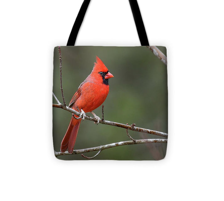 songbird, resting, red, nature, cardinal, feathers, branch, birds, birding, tote, bag
