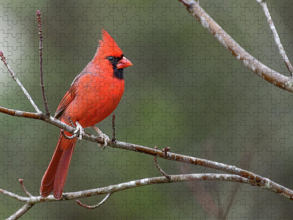 songbird, resting, red, nature, cardinal, feathers, branch, birds, birding, puzzles