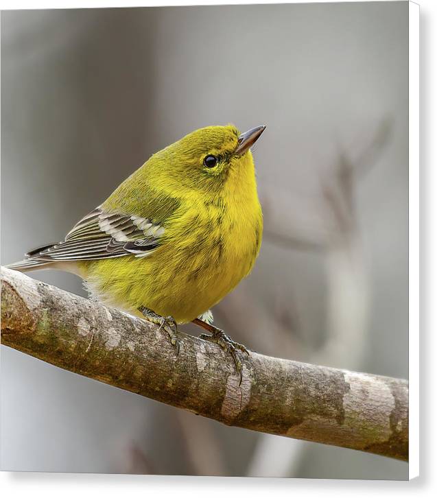 songbird, resting, nature, yellow, pine warbler, feathers, branch, birds, birding, canvas print, photograph, photography