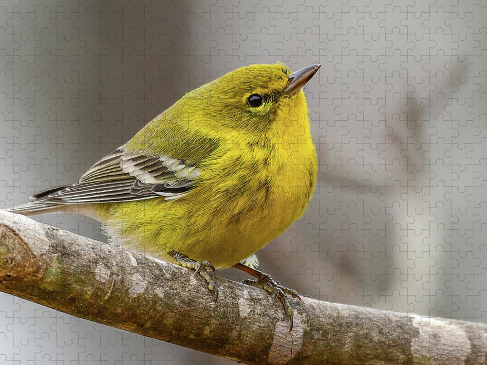 songbird, resting, nature, yellow, pine warbler, feathers, branch, birds, birding, puzzle, photograph, photography