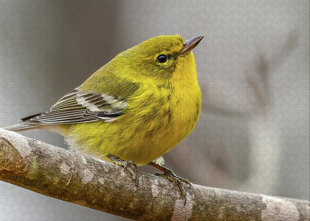 songbird, resting, nature, yellow, pine warbler, feathers, branch, birds, birding, puzzle, photograph, photography