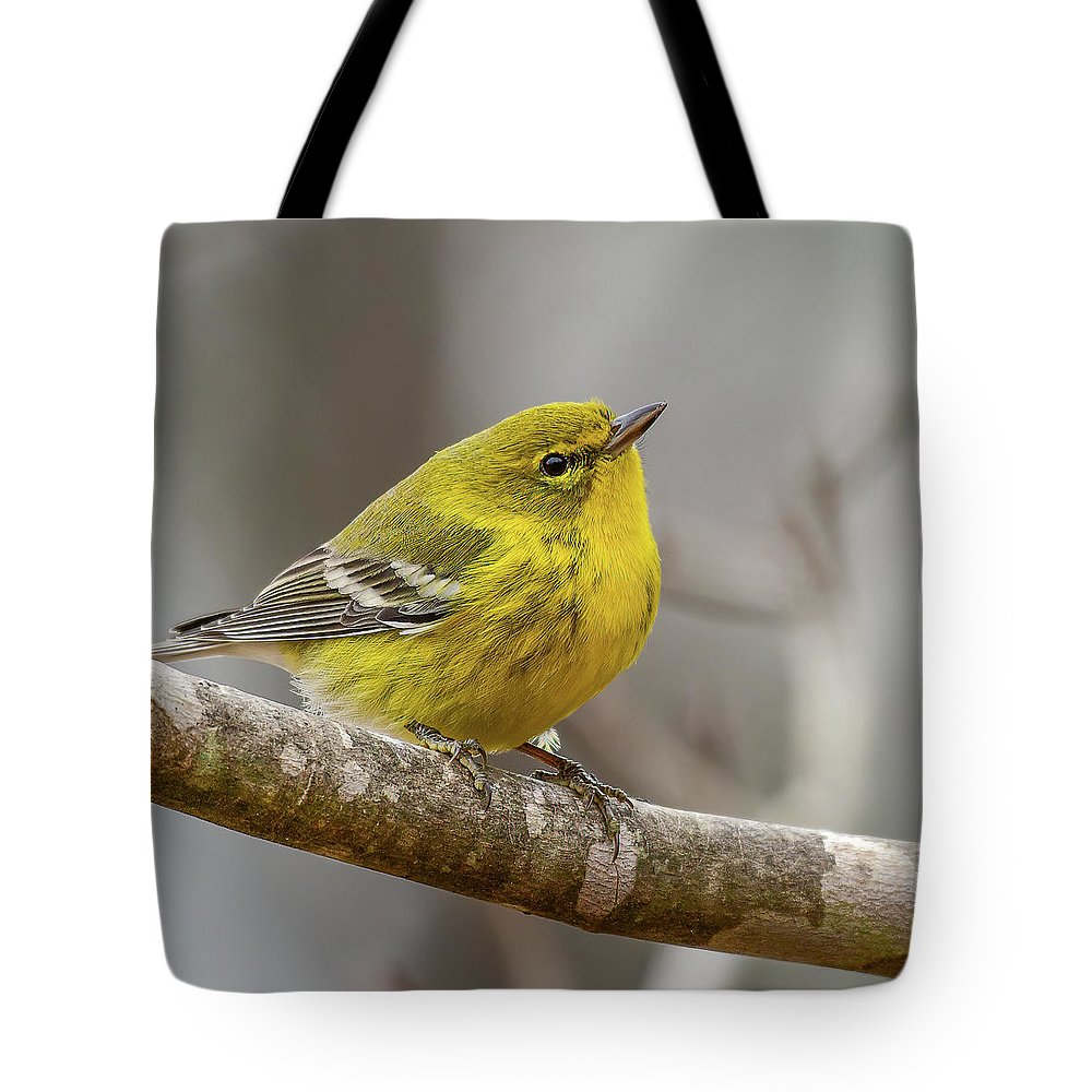 songbird, resting, nature, yellow, pine warbler, feathers, branch, birds, birding, tote, bag, photograph, photography