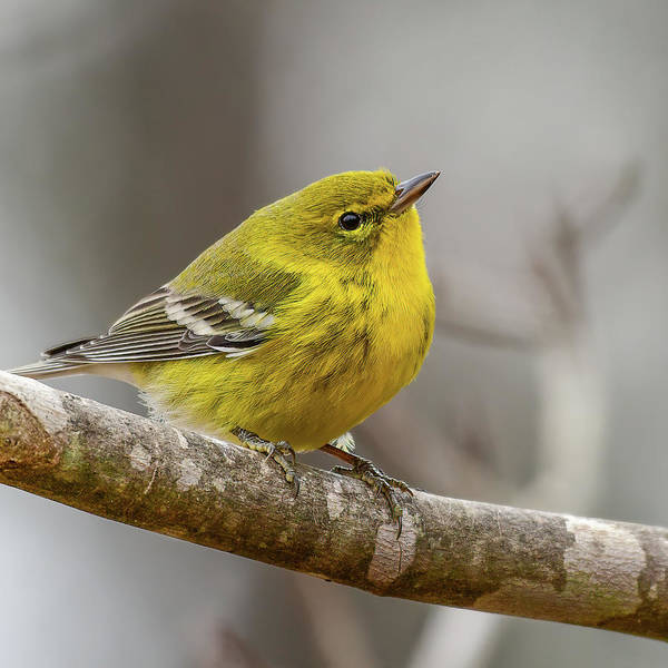 songbird, resting, nature, yellow, pine warbler, feathers, branch, birds, birding, art print, photograph, photography