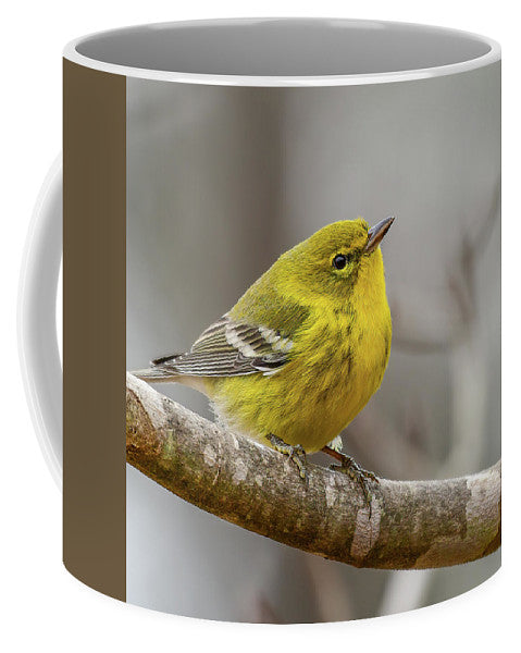 songbird, resting, nature, yellow, pine warbler, feathers, branch, birds, birding, mug, coffee, photograph, photography