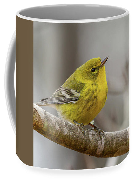 songbird, resting, nature, yellow, pine warbler, feathers, branch, birds, birding, mug, coffee, photograph, photography