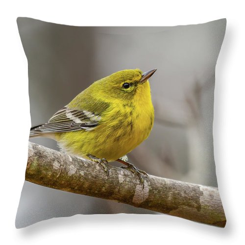 songbird, resting, nature, yellow, pine warbler, feathers, branch, birds, birding, throw pillow, photograph, photography