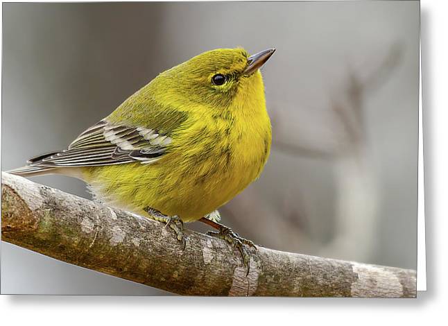 songbird, resting, nature, yellow, pine warbler, feathers, branch, birds, birding, greeting card, photograph, photography