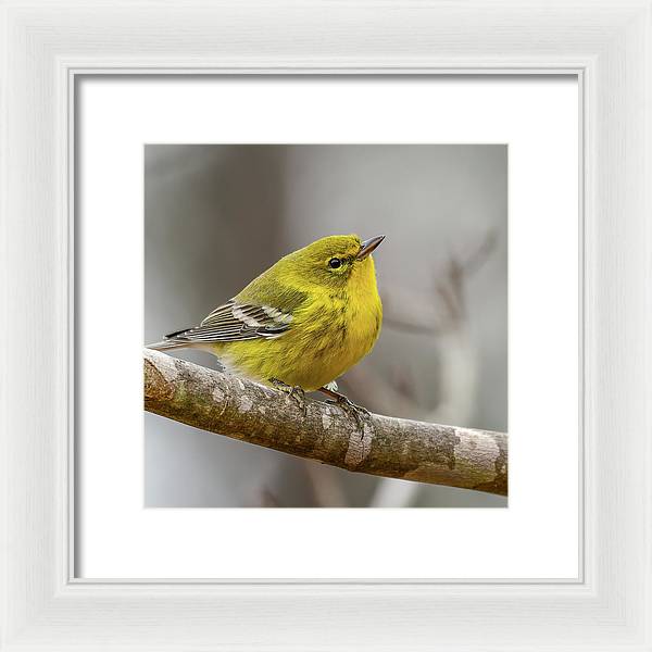 songbird, resting, nature, yellow, pine warbler, feathers, branch, birds, birding, framed print, photograph, photography