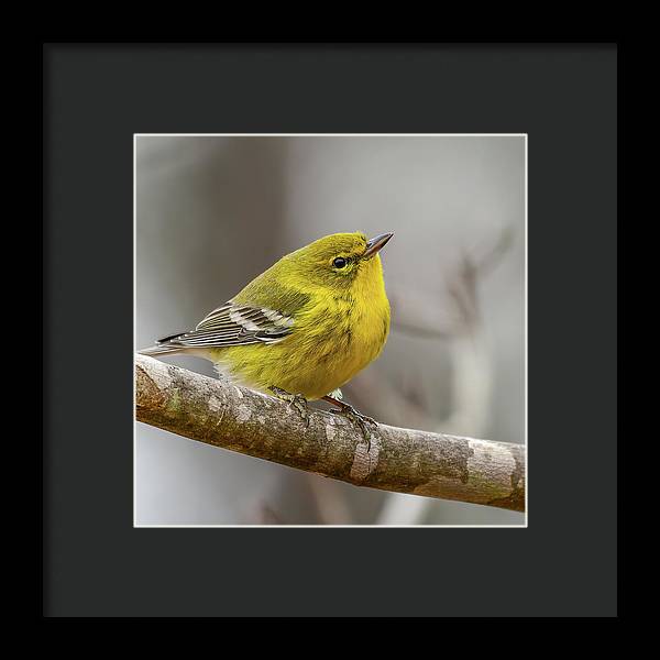 songbird, resting, nature, yellow, pine warbler, feathers, branch, birds, birding, framed print, photograph, photography